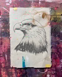 Image 1 of Eagle Study#1