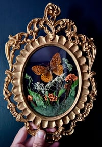 Image 3 of Vintage Great Spangled Fritillary Butterfly Frame