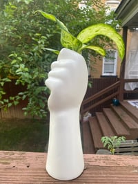 Image 5 of White Hand Gripping Dumb Cane Dieffenbachia