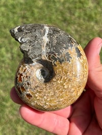 Image 5 of Ammonite Fossil | Madagascar #3022