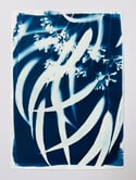 A4 original gum leaf cyanotype 