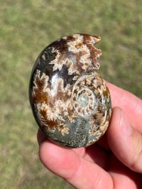 Image 7 of Ammonite Fossil | Madagascar #2994