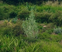 Image 2 of White Sage