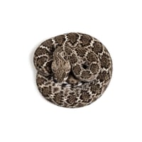 Image 1 of Western Diamondback Rattlesnake 