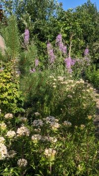 Image 5 of Large-Flowered Collomia : Collomia grandiflora
