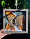 Owl butterfly box 