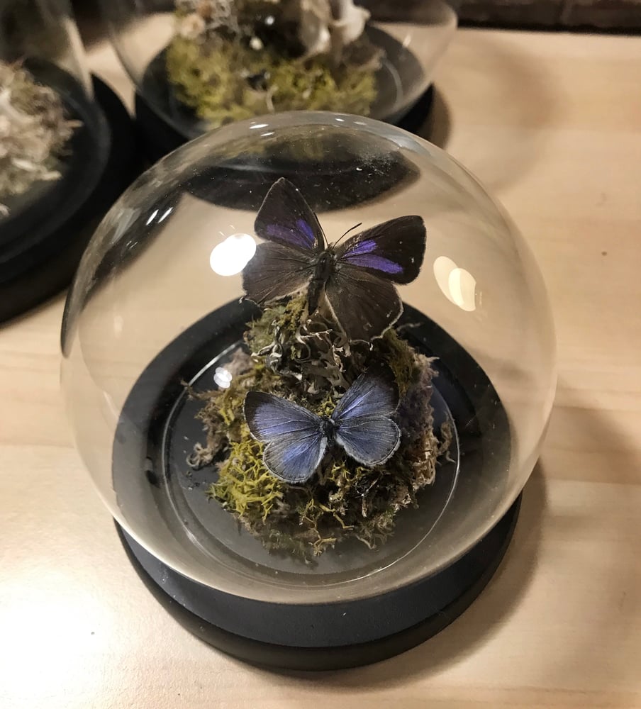 Image of British Inspired Blue Butterfly Curiosity Dome