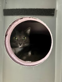 Image 16 of "Purricane Vault" Rapid Insulated Self-Warming Outdoor Cat Shelter