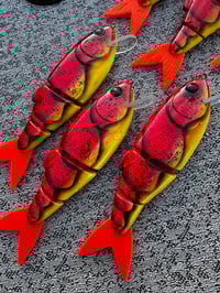 Crawfish Boil 5-6’ & 9-11’