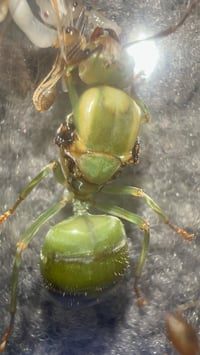 Image 1 of Oecophylla smaragdina (Green Weaver)