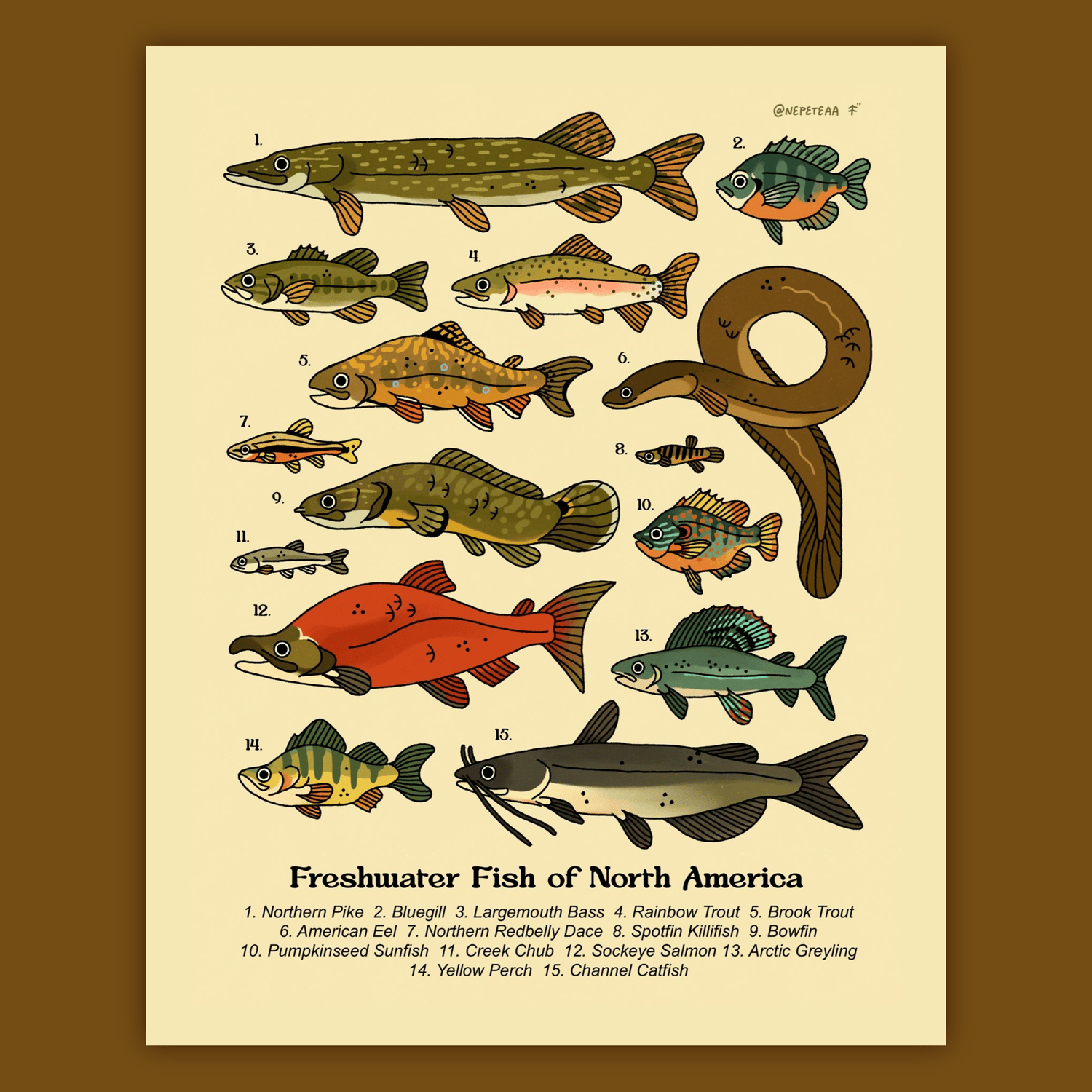 Freshwater Fish of North America Print