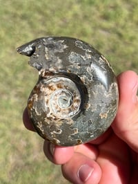 Image 6 of Ammonite Fossil | Madagascar #2994