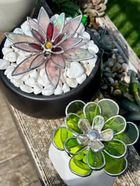 Image 3 of Iridescent Pink Succulent 