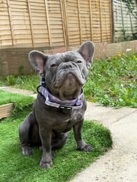 Image 3 of Stars & Shells Tactical Lead & Collar Set  