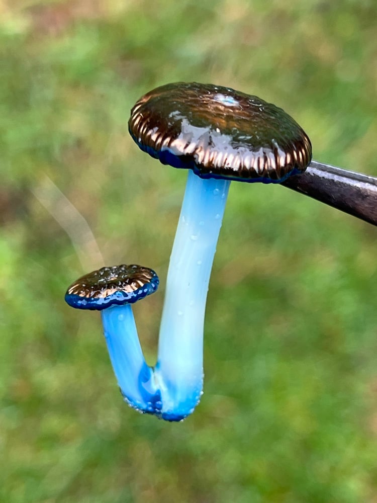 Image of Double Wavy Blue Staining Mushroom Pendant