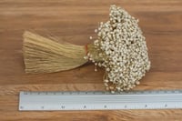 Image 2 of Stardust / Daisy Pod 