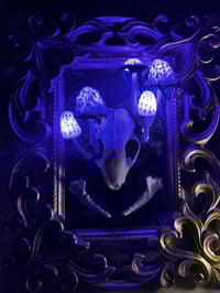 Image 2 of skull frame LED