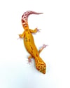 Giant Tangerine (Tremper) H- 16