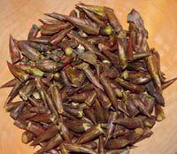Image 2 of Pain Relieving Cottonwood Bud Oil