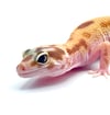 Bold Stripe White and Yellow High Contrast Tangerine Raptor (B2- 03)