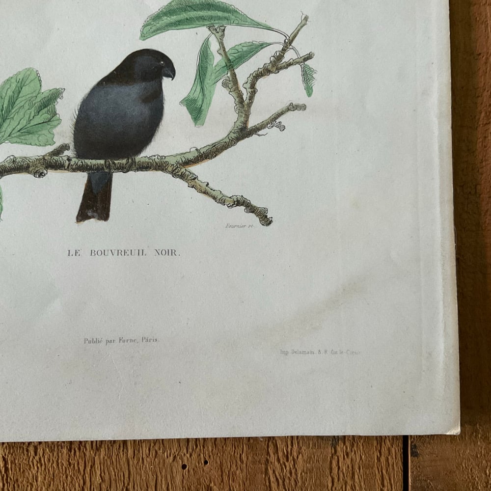 Image of Bird Picture