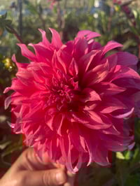 Image 3 of DAHLIA DAYS TICKETS