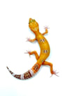 TUG Sunglow (Tremper) (B2-09)