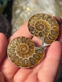 Ammonite pair 1
