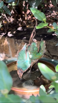 Image 3 of …….💧🕊️Grace🍃…….