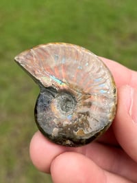 Image 10 of Opalized Ammonite Shell Fossil #2248