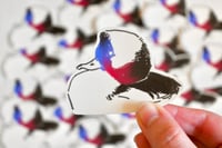 Image 2 of Harlequin & Bufflehead Duck Stickers