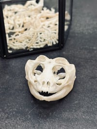 Image 4 of XSmall Pocket Pet Skeletal Cleaning (0-5lbs)