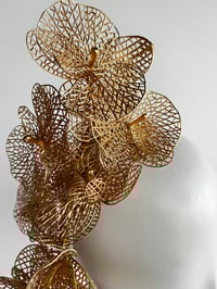 Image 2 of Gold orchids.