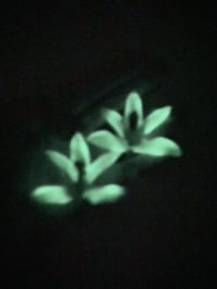 Image 2 of 💚Glow in the Dark Cymbidium Earrings💚