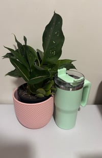 Image 2 of Candy Tumbler