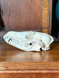 Image 2 of trans-baikal red fox 1