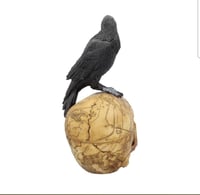 Image 4 of Salems Familiar 27cm