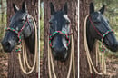 Image 2 of Loping Hack / Rope Bosal Set
