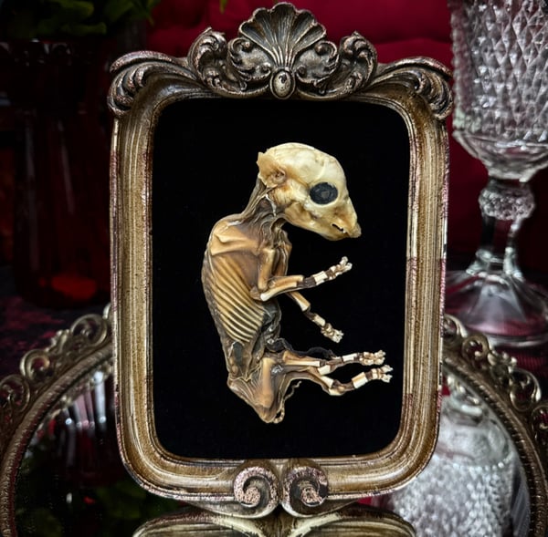 Image of Framed Fetal Pig 