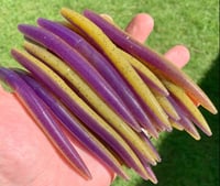 Image 2 of 5" Stick Worms - SOUR GRAPE