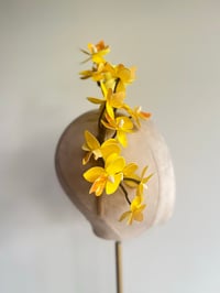 Image 3 of Yellow orchids