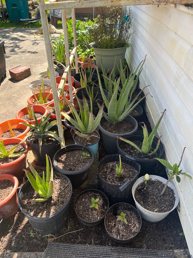 Aloe Vera Plant 2 Pups - Aloe Barbadensis Miller