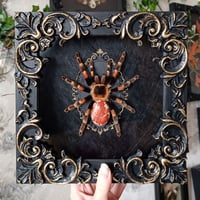 Image 1 of Mexican Redknee Tarantula