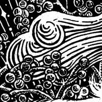 Image 3 of Skunk & Elderberries