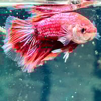 Image of Multicolour Betta Male (Long finage)