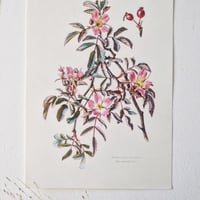 Image 4 of Planches De Botanique Roses