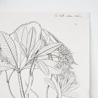 Image 4 of Lot de 2 planches de botanique Alstonia & Argophyllum