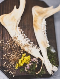 Image 2 of Double Deer Jaw Hanger Brown