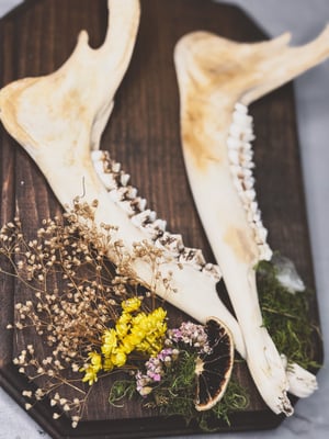 Image of Double Deer Jaw Hanger Brown