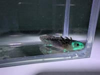 Image 1 of Axanthic Juvenile Axolotl